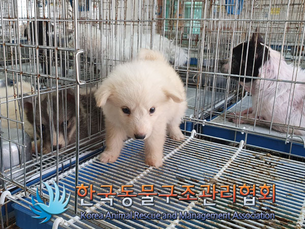 한국동물구조관리협회_441559202300434